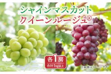 【2025年発送】東御市産クイーンルージュ®️＆シャインマスカットのセット ※9月中旬〜10月中旬頃発送
