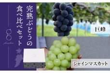 先行予約2025年発送【glasses farm】完熟ぶどうの食べ比べセット（シャインマスカット×巨峰）約1.5kg ※2025年9月中旬〜10月末頃発送予定