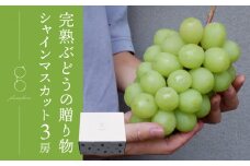 先行受付2025年発送【glasses farm】完熟ぶどうの贈り物（シャインマスカット3房）※2025年9月中旬〜10月末頃発送予定