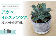 【テールマウンテン】東御市産多肉植物 アガベ イシスメンシス3.5号化粧鉢（１鉢）