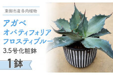 【テールマウンテン】東御市産多肉植物 アガベ オバティフォリア フロスティブルー3.5号化粧鉢（１鉢）
