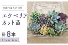 【テールマウンテン】東御市産多肉植物 エケベリア カット苗（8本セット）