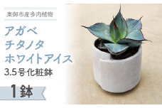 【テールマウンテン】東御市産多肉植物 アガベ チタノタ ホワイトアイス  3.5号化粧鉢（１鉢）