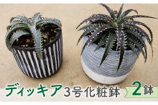 【テールマウンテン】東御市産多肉植物 ディッキア 3号化粧鉢×２鉢セット