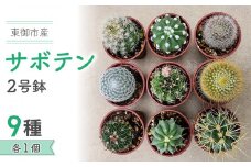 【テールマウンテン】東御市産！サボテン9種セット