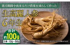 【先行予約2024年発送】栽培期間中出来るだけ農薬を減らして作った生高麗人参 6年生 10〜50g/約100ｇ分（2024年9月〜10月頃お届け予定）