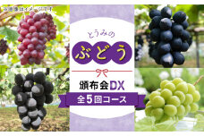 【数量限定・5回定期便】とうみのぶどう頒布会DX（クイーンルージュ(R)、ナガノパープル、種なし巨峰、シャインマスカット）