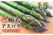 先行予約2025年発送【のららぼ農園】農家直送！新鮮！春獲れ極太（2L〜3L）アスパラ1.5kg（およそ30〜45本）※2025年3月下旬〜5月下旬発送予定