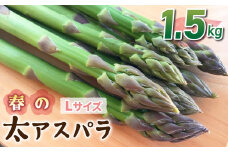 先行予約2025年発送【のららぼ農園】農家直送！新鮮！春獲れ太（L）アスパラ1.5kg（およそ45〜60本）※2025年3月下旬〜5月下旬発送予定