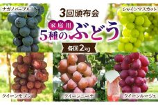【先行受付2025年発送】家庭用旬の5種のぶどう3回頒布会（シャインマスカット、ナガノパープル、クイーンルージュ(R)、クイーンニーナ、クイーンセブン）各回2kg｜東御こもだ果樹園※2025年9月以降発送予定
