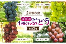 【先行受付2025年発送】家庭用旬の4種のぶどう2回頒布会（シャインマスカット、ナガノパープル、クイーンセブン、クイーンニーナ）各回2kg｜東御こもだ果樹園※2025年9月以降発送予定