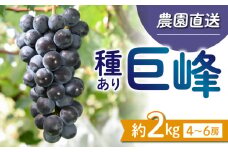 【先行受付2025年発送】種あり巨峰2kg（4~6房）｜秀果園　※2025年9月~10月順次発送予定