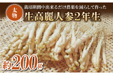 【長野県東御市産】栽培期間中出来るだけ農薬を減らして作った国産生高麗人参 2年生 太物 約200g（2024年9月下旬〜12月上旬頃お届け予定）