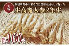 【長野県東御市産】栽培期間中出来るだけ農薬を減らして作った国産生高麗人参 2年生 太物 約100g（2024年10月中旬〜12月上旬頃お届け予定）