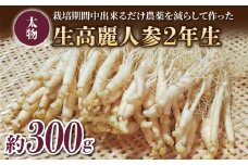 【長野県東御市産】栽培期間中出来るだけ農薬を減らして作った国産生高麗人参 2年生 太物 約300g（2024年9月下旬〜12月上旬頃お届け予定）