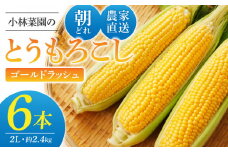 先行予約【小林菜園】農家直送！とうもろこし（ゴールドラッシュ）６本｜2025年8月上旬以降発送予定
