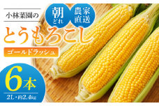 先行予約【小林菜園】農家直送！とうもろこし（ゴールドラッシュ）６本｜2025年8月上旬以降発送予定