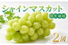 シャインマスカット ご贈答品 2房