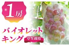 バイオレットキング 1房　希少種