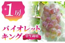 バイオレットキング 1房　希少種（月、火、金曜日発送限定。発送日、発送曜日指定不可）