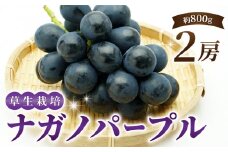 ナガノパープル 2房 ご贈答品 