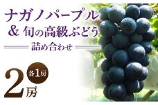 ナガノパープル＆高級ぶどう詰め合わせ ご贈答品 2房