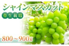 完熟シャインマスカット 約800～900g