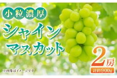 東御市産小粒濃厚シャインマスカット2房｜長野県 長野 人気 ぶどう 贈答用 ギフト 2房 フルーツ 果物 おすすめ 厳選 種無し 皮ごと