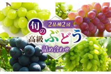 旬の高級ぶどう詰め合わせ ご贈答品 2房