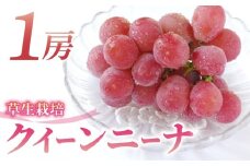 クイーンニーナ ご贈答品  大房1房（月曜、火曜、金曜発送限定）