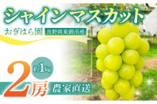 先行受付2025年発送【おぎはら園】農家直送！朝採れシャインマスカット２房（約１kg）※2025年9月下旬～10月中旬順次発送
