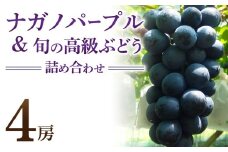 ナガノパープル＆高級ぶどう詰め合わせ ご贈答品 4房
