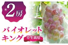 バイオレットキング 2房　希少種