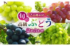 旬の高級ぶどう詰め合わせ ご贈答品 4房