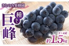 先行受付2025年発送【さとのみ果樹園】新鮮種なし巨峰　約1.5kg（3〜4房）※2025年8月下旬～9月末順次発送