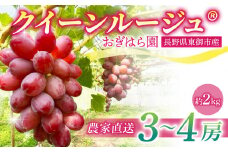 先行受付2025年発送【おぎはら園】農家直送！朝採れクイーンルージュ®️３〜４房（約２kg）※2025年9月下旬～10月中旬順次発送