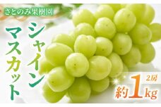 先行受付2025年発送【さとのみ果樹園】シャインマスカット2房(1kg以上) ※2025年9月中旬～10月中旬順次発送
