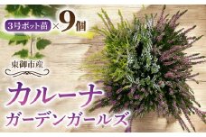 【テールマウンテン】東御市産カルーナ ガーデンガールズ３号（９cm）ポット苗×９個