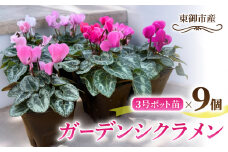【テールマウンテン】東御市産ガーデンシクラメン３号（９cm）ポット苗×９個