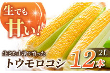 先行予約【里山JAPAN】生でもすごく甘い！生きた土壌で育った『とうもろこし』2Lサイズ12本｜2025年7月以降発送予定