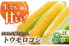 先行予約【里山JAPAN】生でもすごく甘い！生きた土壌で育った『とうもろこし』2Lサイズ8本｜2025年7月以降発送予定
