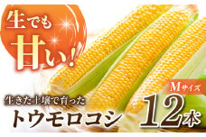 先行予約【里山JAPAN】生でもすごく甘い！生きた土壌で育った『とうもろこし』Mサイズ12本｜2025年7月以降発送予定