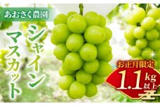 【お正月限定！50セット限り】シャインマスカット2～3房（1.1kg以上）※12月28日、29日発送｜あおさく農園