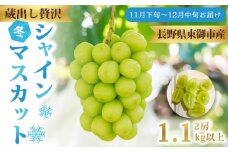 蔵出し！贅沢シャインマスカット2房（1.1kg以上）｜冬のシャインマスカット 長野県 東御市 信州