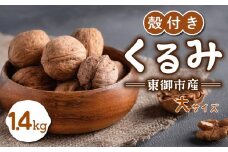 信濃くるみ 殻付き 1.4kg（大サイズ） 【長野県東御市産ブランド】NHKでも紹介♪ 令和6年産 新物 国産