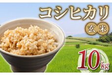 令和7年産 新米！有機肥料使用のコシヒカリ 玄米 10kg(5kg×2袋）一等米｜長野県東御市　※2025年10月下旬以降順次発送