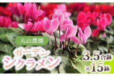 【丸山農園】冬を彩るガーデンシクラメン3.5号鉢（プラ化粧鉢つき）15鉢