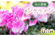【丸山農園】お部屋を彩るシクラメン1鉢（6号鉢）