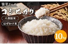 【令和6年産】八重原産コシヒカリ 白米 10kg｜笹平さんのお米 八重原米 はざかけ はぜかけ