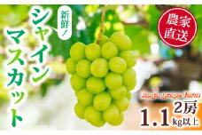 【先行受付2025年発送】シャインマスカット2房（1.1kg以上）｜Ruga grape farm※2025年9月上旬~10月中旬頃発送予定